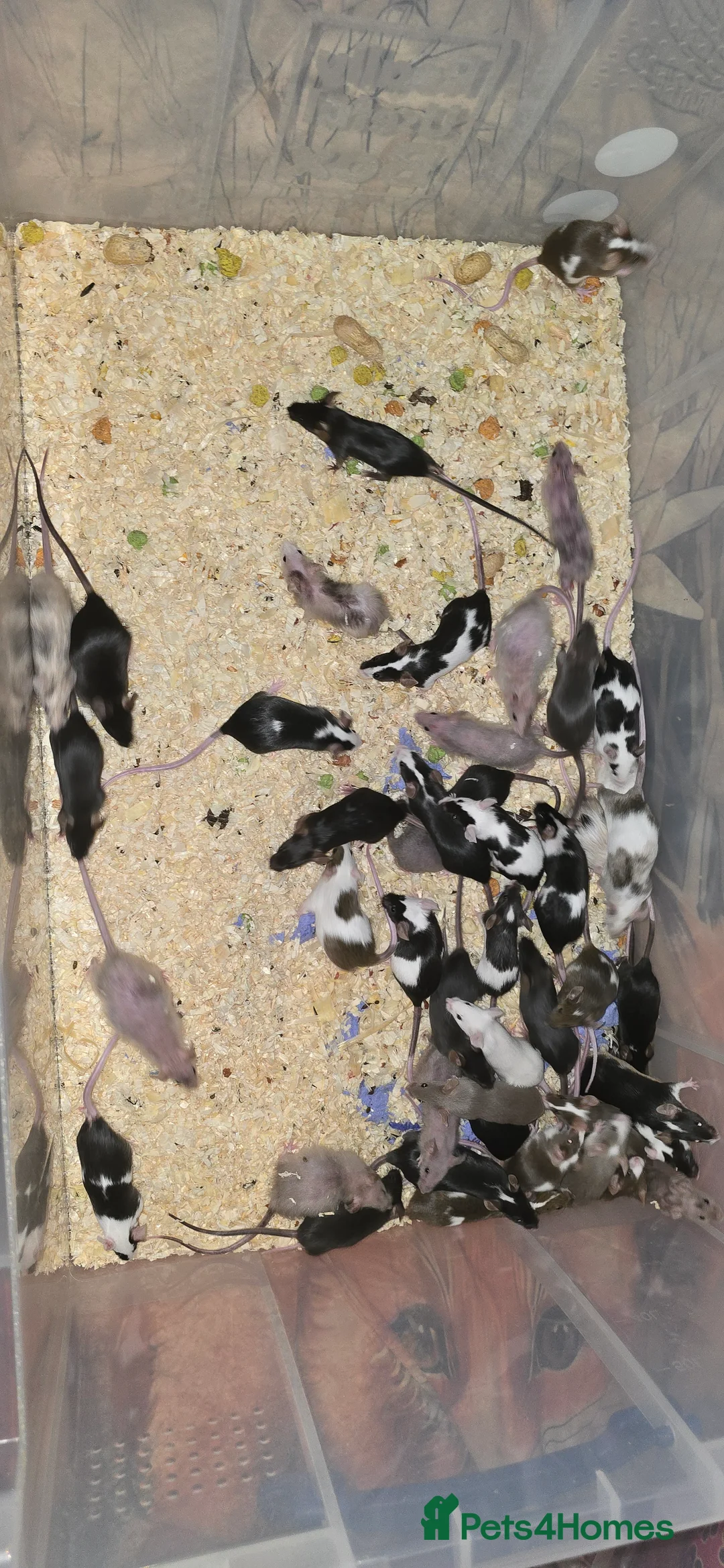 Mouse rodents for sale: Baby Fancy Mice, Mostly Females - Advert 3