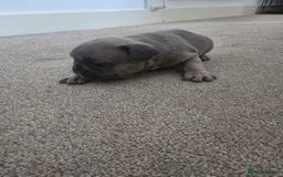 French Bulldog dogs for sale: French bulldog  - Image 8