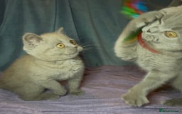 British Shorthair cats for sale: Blue & Fawn Boys & Girls - Image 16