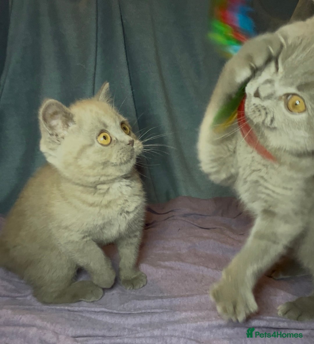 British Shorthair cats for sale: Blue & Fawn Boys & Girls - Image 16