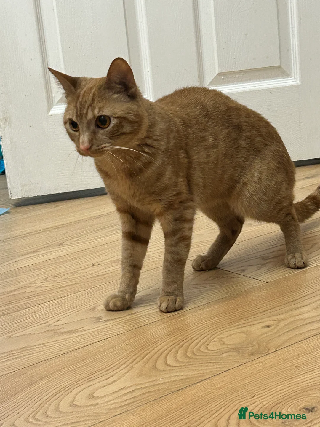 Mixed Breed cats for sale: Ginger cat 1.5yr old  - Advert 2