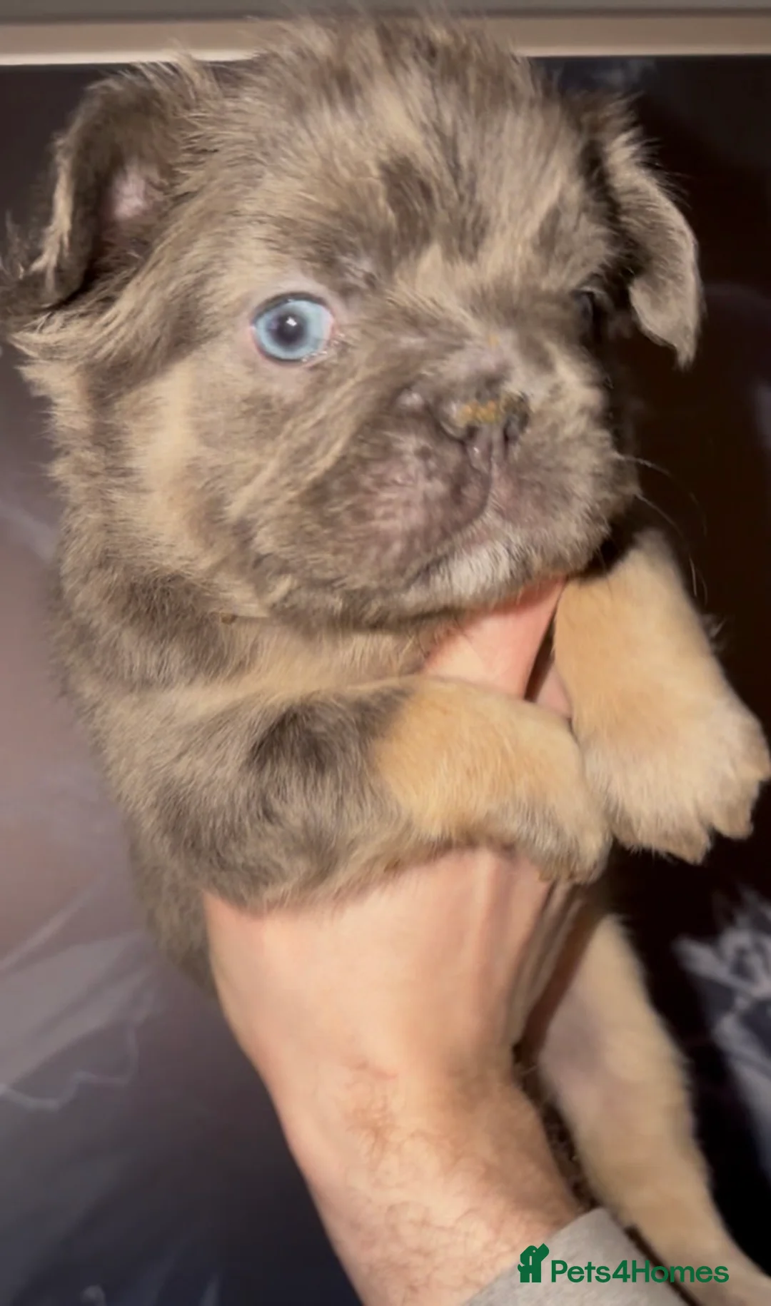 French Bulldog dogs for sale: Top quality fluffy Frenchbulldogs - Advert 30