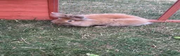 Lionhead rabbits for sale: Double mained lion head rabbit - Advert 7