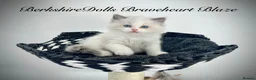 Ragdoll cats for sale: Gorgeous kittens with true ragdoll character - Advert 8