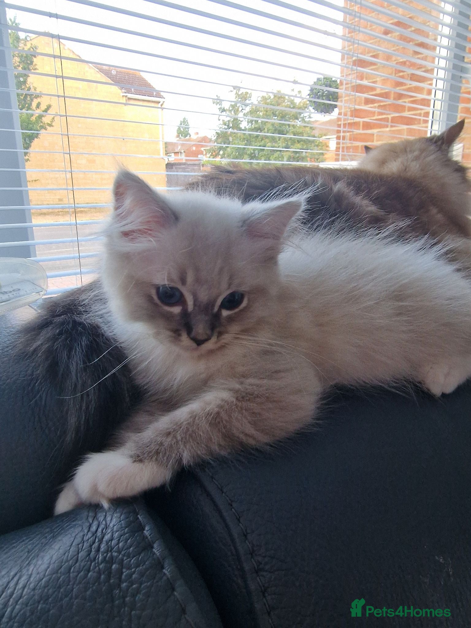 Ragdoll cats GCCF RAGDOLLS - Advert 7