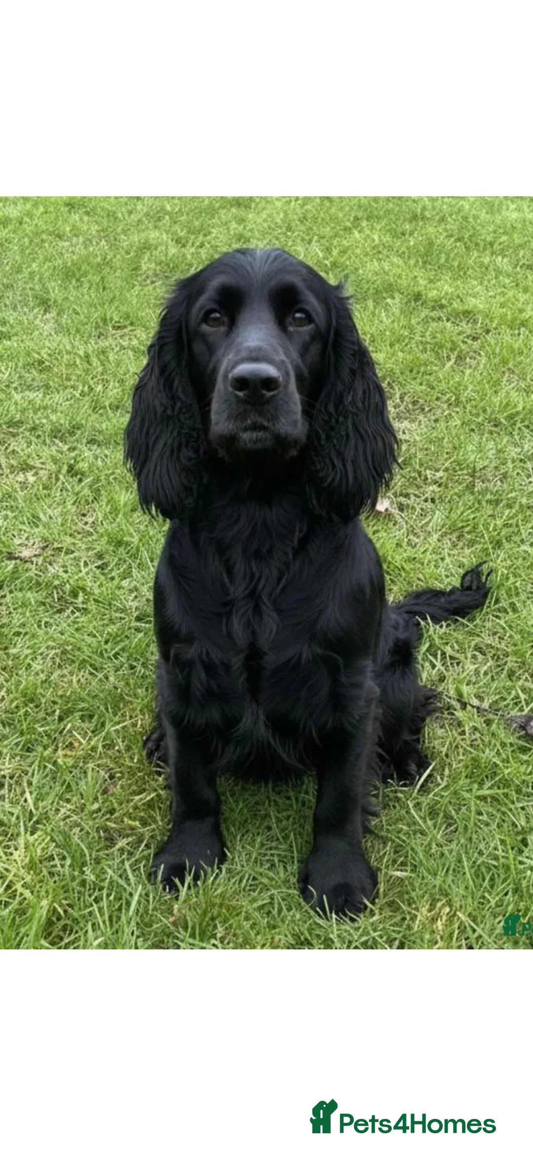 Cocker Spaniel dogs for sale: Lovely cocker spaniol 12 weeks old - Advert 2