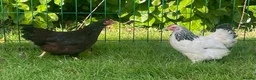 Chickens poultry for sale: Light Sussex and Rhode Island Red Bantam hens - Advert 1