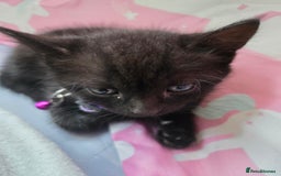 Mixed Breed cats for sale: 🐾😸kittens😸🐾  - Image 3