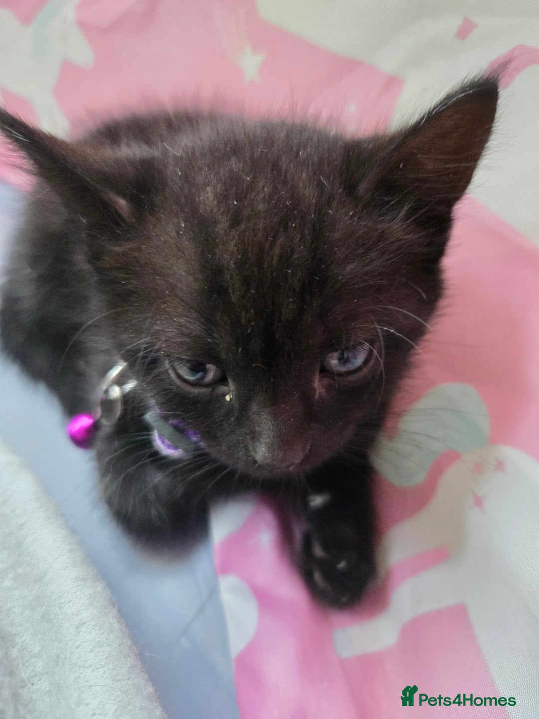 Mixed Breed cats for sale: 🐾😸kittens😸🐾  - Image 3