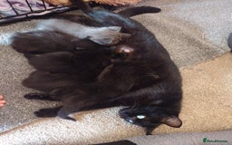 British Shorthair cats for sale: 2 Beautiful black with white bits kittens - Image 5