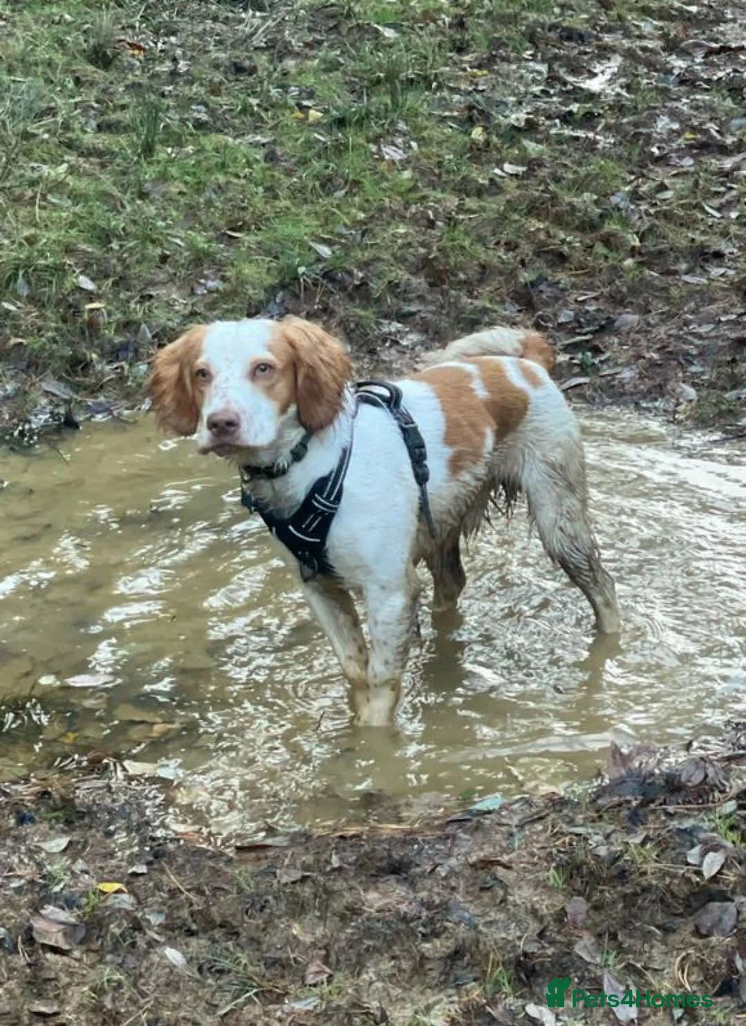 Cocker Spaniel dogs for sale: Working cocker spaniels  in Holsworthy - Advert 2