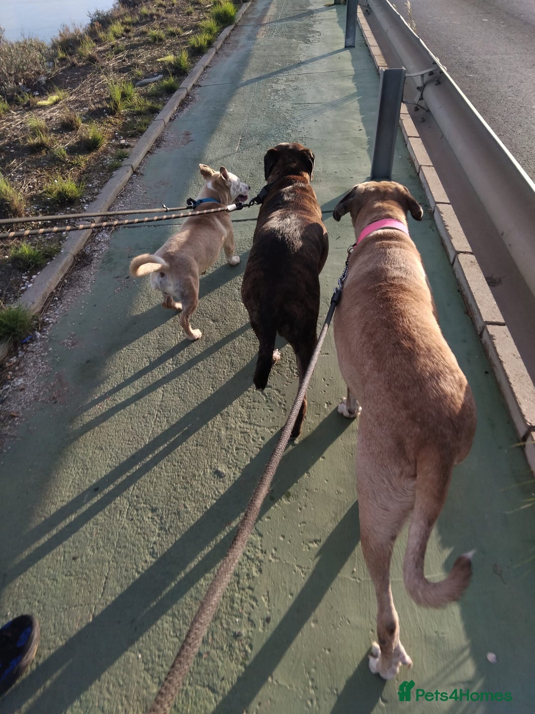 Mixed Breed dogs for adoption: 🚨Owners Killed in Car Accident  in Hengoed - Image 7
