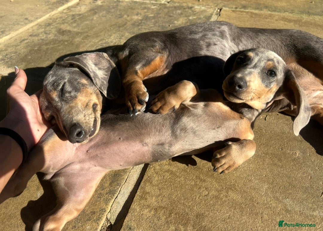 Miniature Dachshund dogs for sale: BLUE DAPPLE AND TAN BABY SAUSAGE AND HER MOTHER 💕 - Image 10