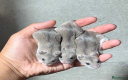 Hamster rodents for sale: STUNNING TAME PEDIGREE CHINESE HAMSTER PUPS in Orpington - Image 8