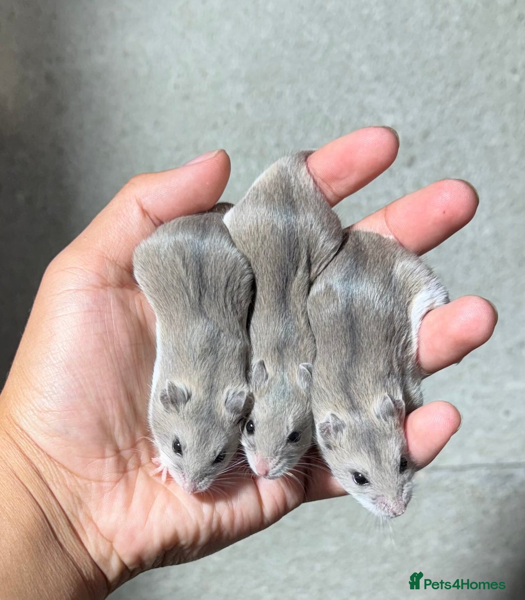 Hamster rodents for sale: STUNNING TAME PEDIGREE CHINESE HAMSTER PUPS in Orpington - Image 8