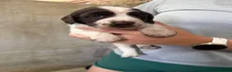 English Springer Spaniel dogs for sale: Springer spaniel puppies  - Advert 9
