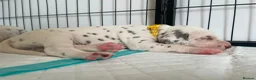 Dalmatian dogs for sale: Exceptional KC Liver Spotted Dalmatian Puppies - Advert 12