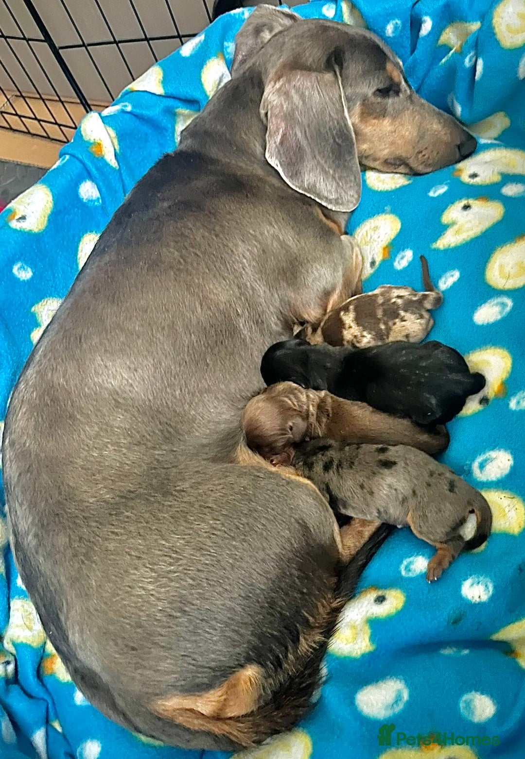 Miniature Dachshund dogs for sale: Miniature Dachshund puppies for sale - Advert 3