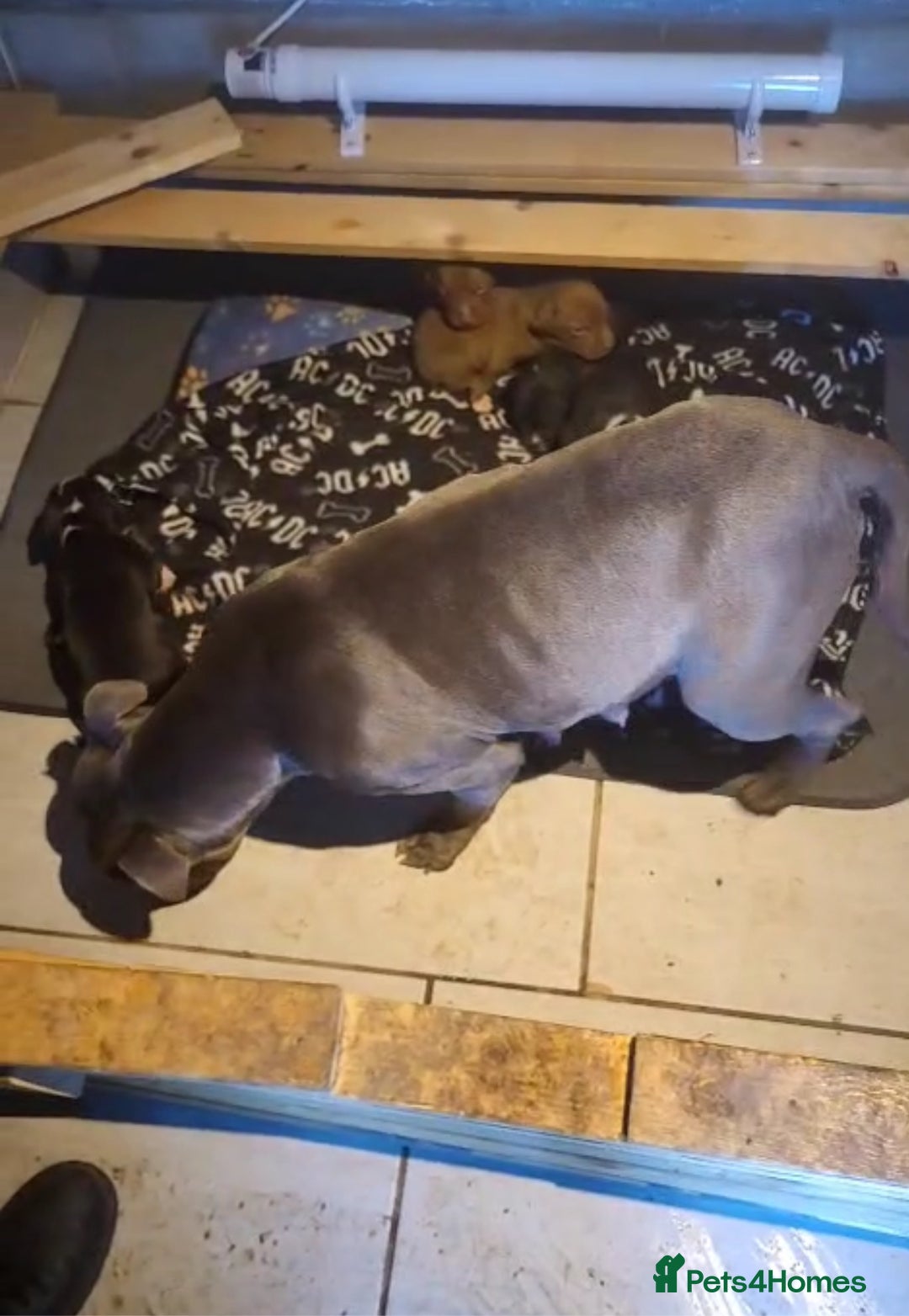 Staffordshire Bull Terrier dogs for sale: Staffordshire bull terrier pups - Image 17
