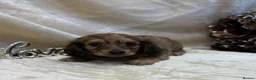 Miniature Dachshund dogs for sale: Stunning KC Long Haired Miniature Dachshund 🐶🐶 - Advert 21