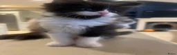 Ragcoon cats for sale: 🐾 Beautiful Maine Coon x Ragdoll kittens  - Advert 25