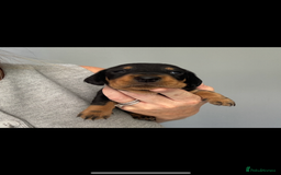 Miniature Dachshund dogs for sale: Beautiful miniature dachshund puppies - Image 13