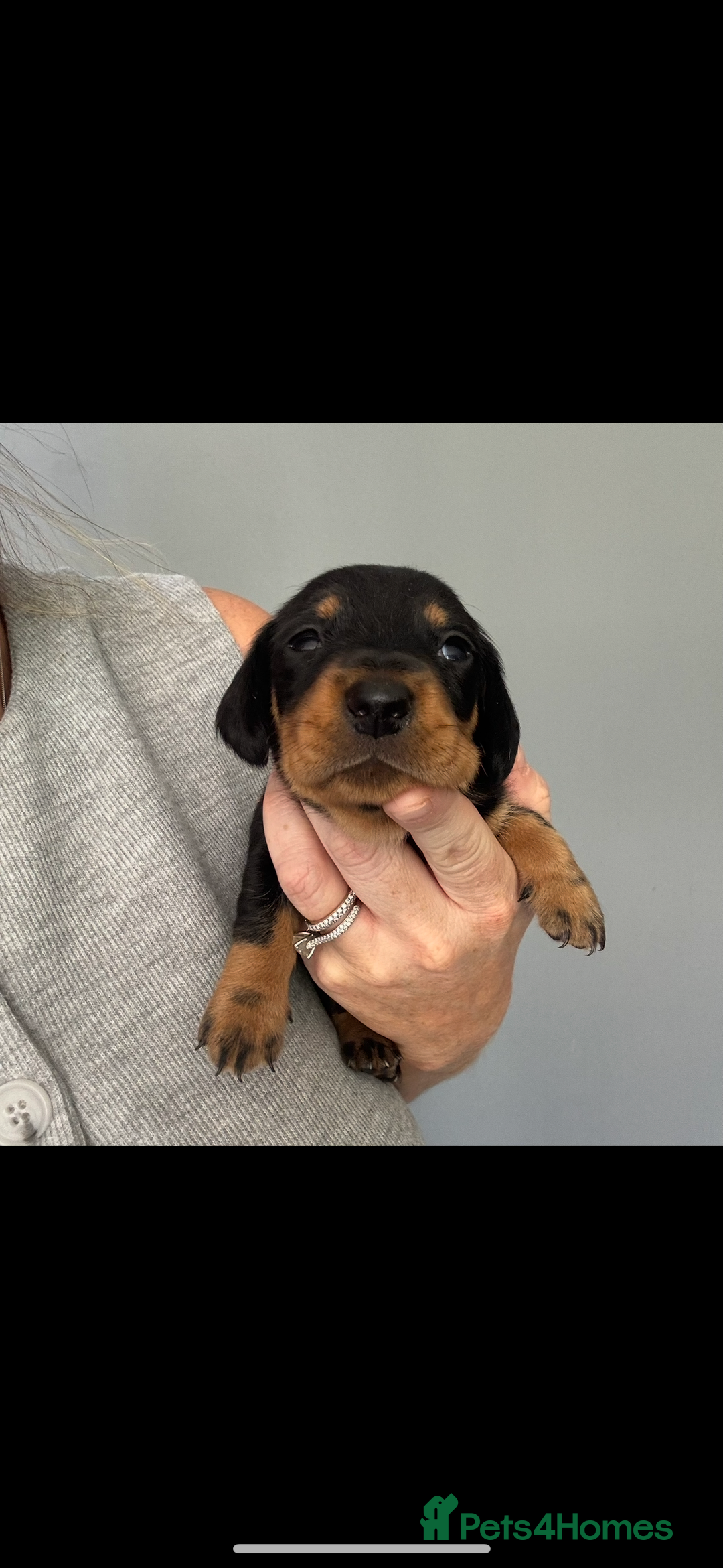 Miniature Dachshund dogs for sale: Beautiful miniature dachshund puppies - Image 13
