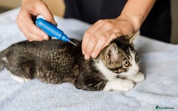 Mixed Breed cats for sale: MOBILE MICROCHIPPING  - Image 1