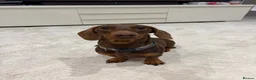 Miniature Dachshund dogs for stud: chocolate boy carries fluffy gene for stud  - Advert 4