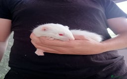 Ferret rodents for sale: 4 kits for sale  - Image 5