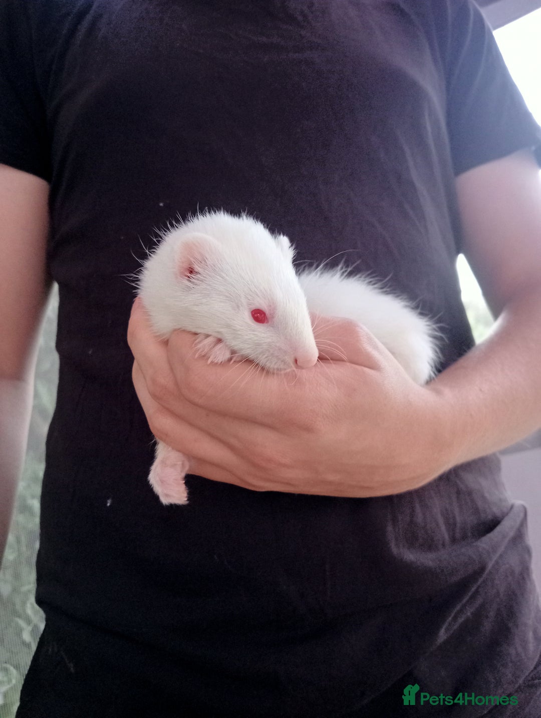 Ferret rodents for sale: 4 kits for sale  - Image 5