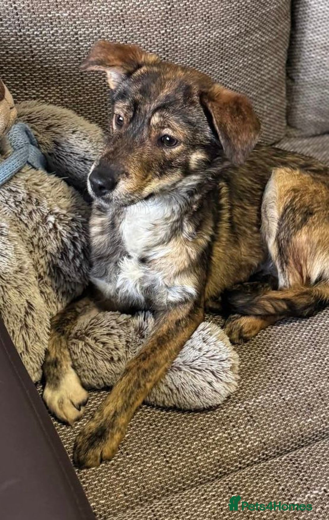 Mixed Breed dogs for adoption: Beautiful Bella needs her special home - Advert 11