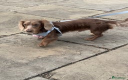 Miniature Dachshund dogs for sale: Male and female dachshund not related  - Image 2