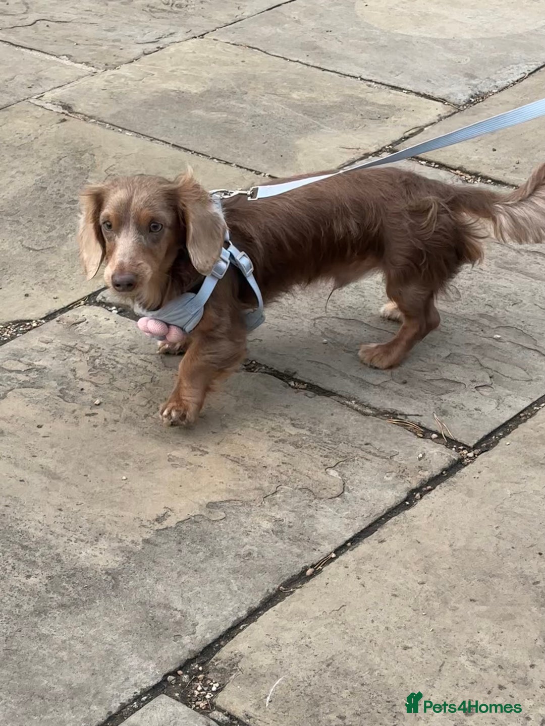 Miniature Dachshund dogs for sale: Male and female dachshund not related  - Image 2
