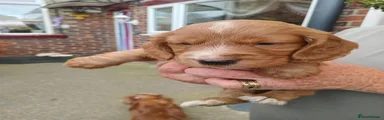 Cockapoo 2
