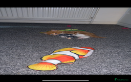 Siberian cats for sale: Special needs kitten needs a special home - Image 1