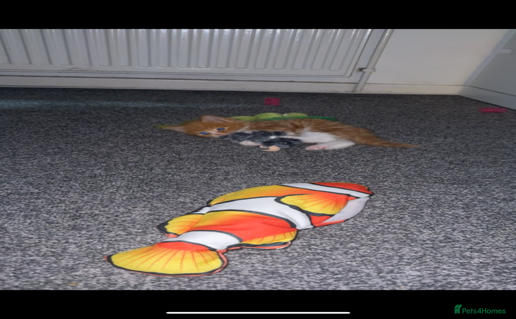 Siberian cats - Advert 5