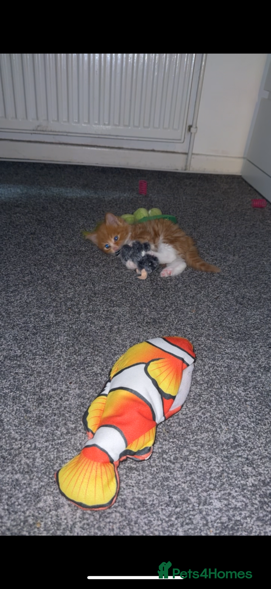 Siberian cats for sale: Special needs kitten needs a special home - Image 1