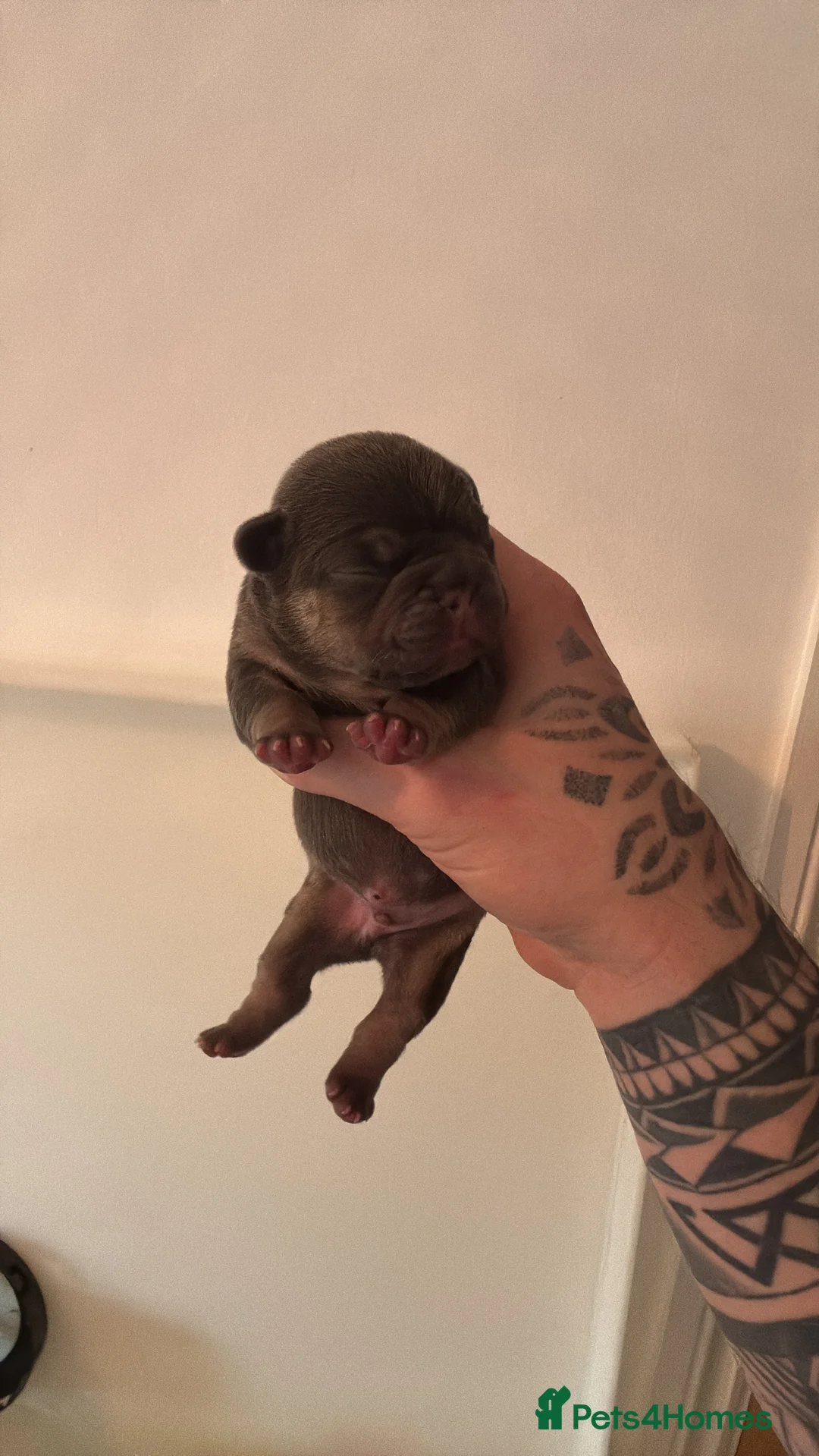 French Bulldog dogs for sale: HIGHLY HEALTH TESTED FRENCHIE PUPS - Advert 6
