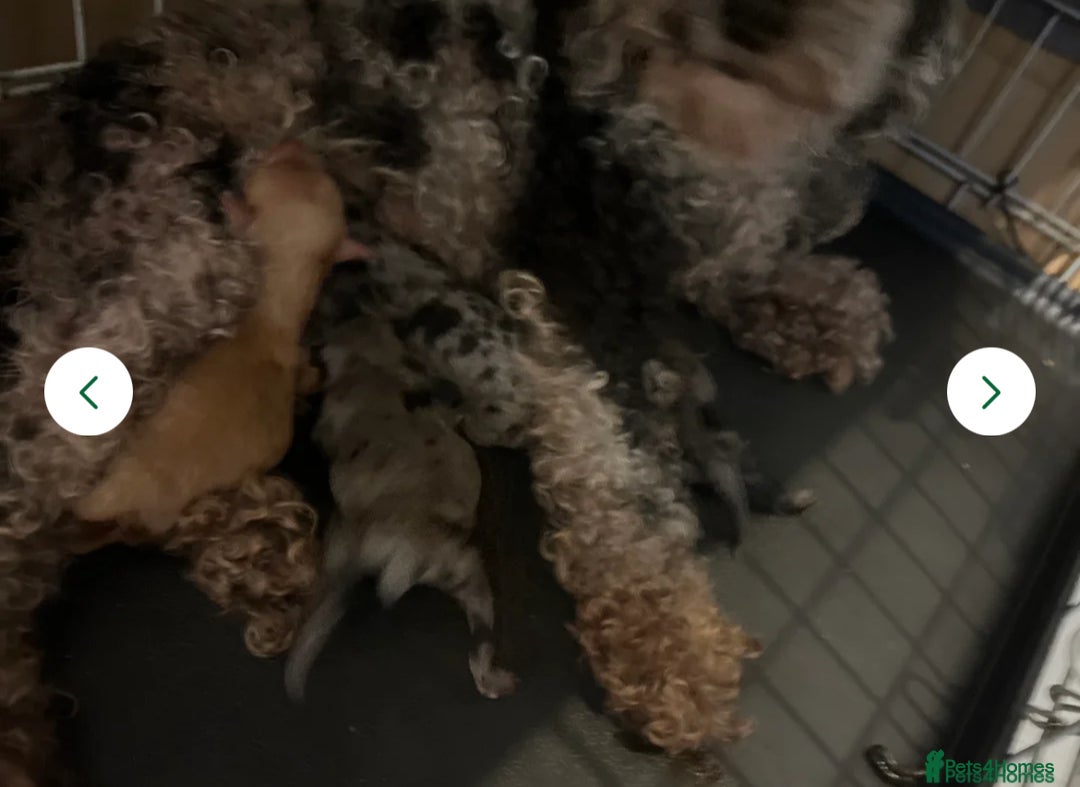 Miniature Poodle dogs for sale: 🐩 Adorable Miniature Poodles 🐾 - Image 7