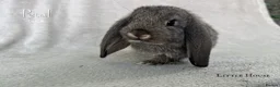 French Lop rabbits for sale: Quality Showline French Lop Bunnies - Advert 12