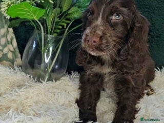 Cocker Spaniel dogs Exceptional Pedigree Show Type English Cockers - Advert 13