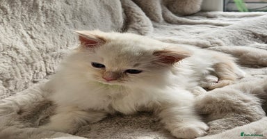 Ragdoll cats - Advert 8