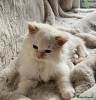 Ragdoll cats - Advert 6