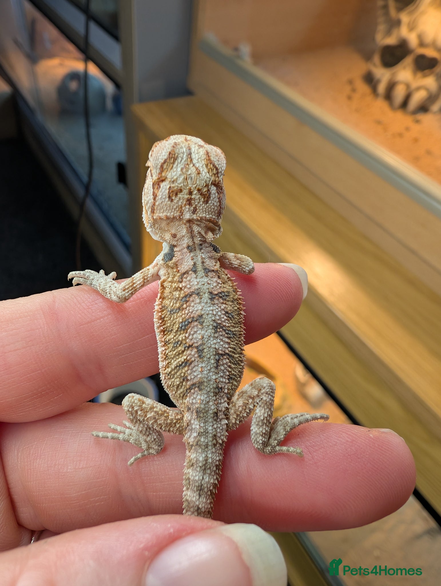 Bearded Dragon reptiles Baby Bearded Dragons  - Advert 21