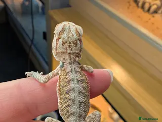 Bearded Dragon reptiles Baby Bearded Dragons - Advert 21