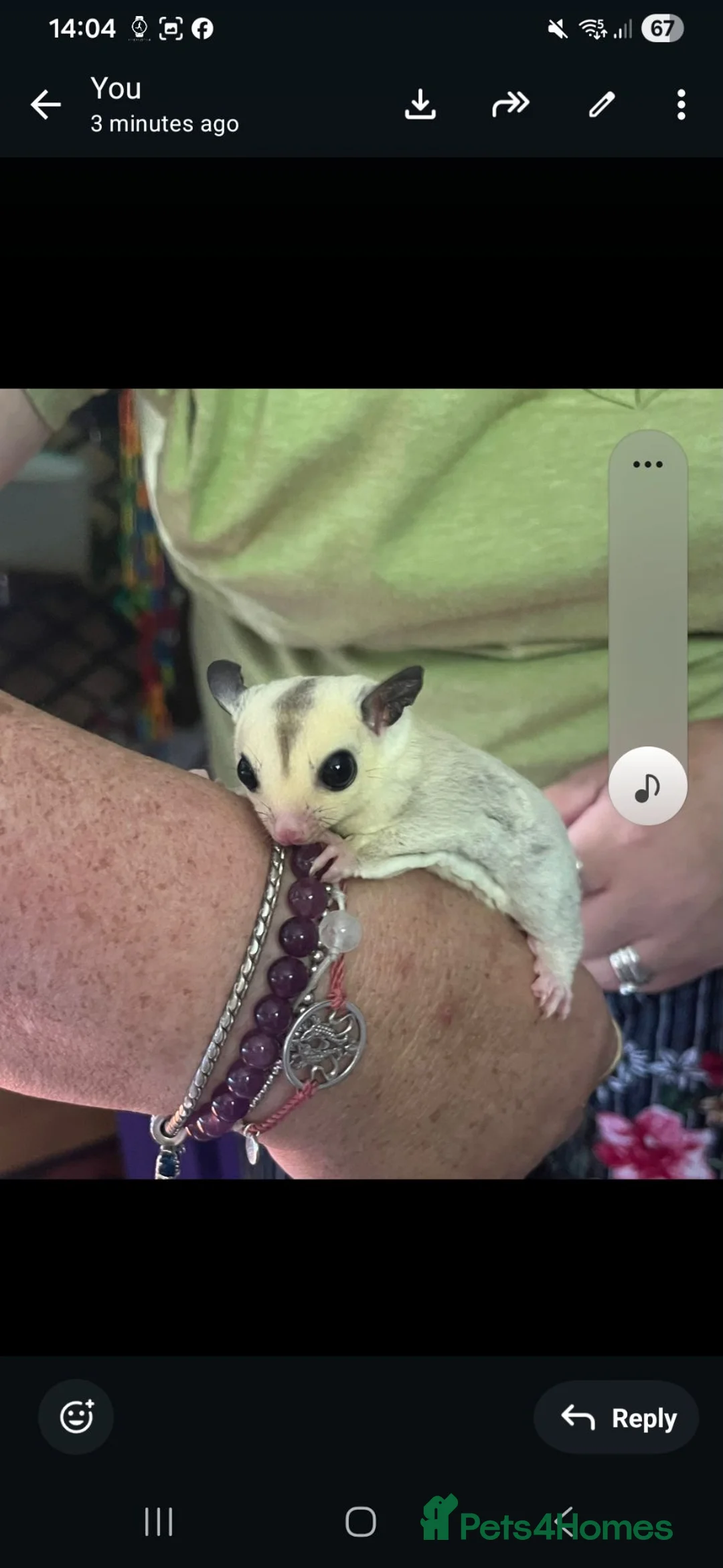 Sugar Glider rodents for sale: Sugar Glider Joey Platinum female - Advert 7