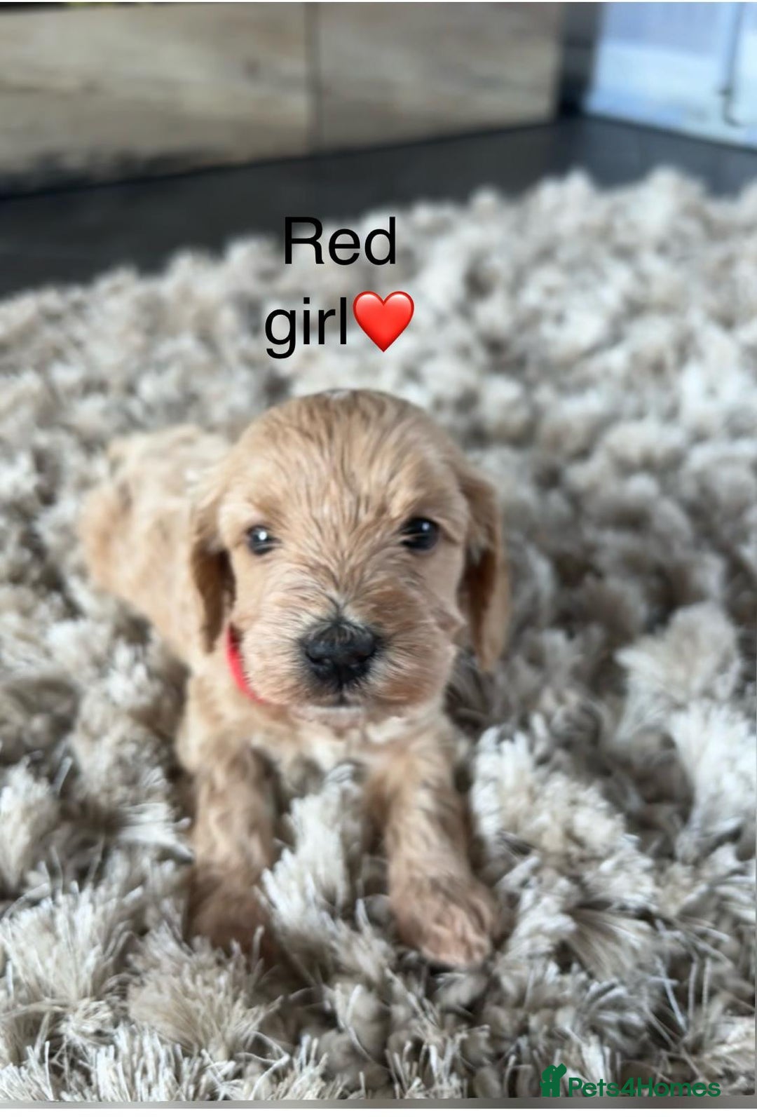 Cavapoo dogs for sale: ⭐️F1B COCKAPOO PUPS ⭐️ - Image 6