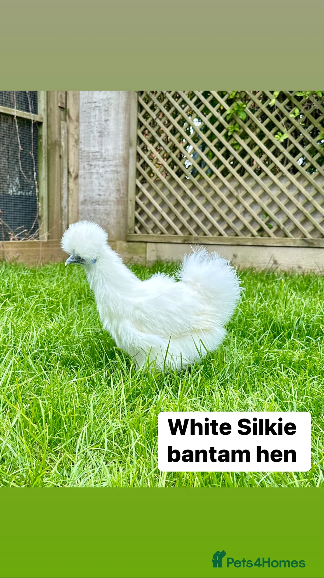 Chickens poultry for sale: Bantam hens at point of lay in Colchester - Advert 25