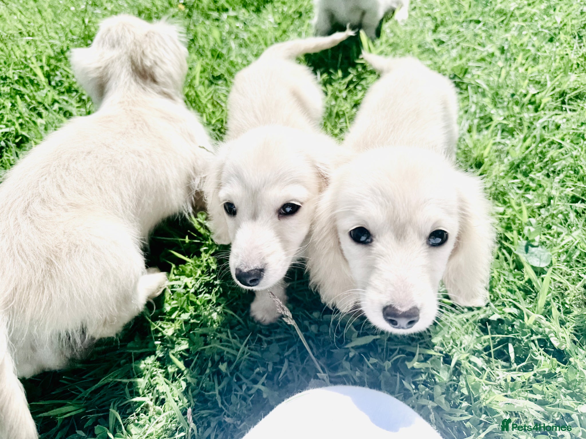 Miniature Dachshund dogs Cream/blonde long hair kc reg miniature dachshund  - Advert 2